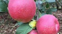 洒渔镇快递网店日销昭通苹果千吨