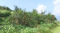 宾川县力角镇：昔日荒山挂满“金果果”