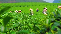 对于采茶你了解多少？