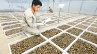 云南将建三七产业大数据中心