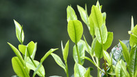 回龙茶的制茶要诀