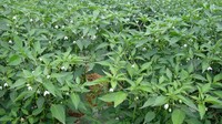大棚辣椒栽培技术