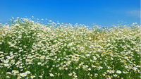 泸西除虫菊生长环境