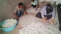 泸西县旧城镇板桥村：“金丝线”织就富裕好生活