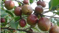 广南县2018年油茶籽产值达6000余万元