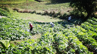 平甸乡：蔬菜产业助力乡村振兴