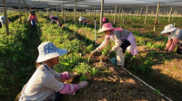 勐班乡：农业产业挑起脱贫大梁