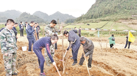 种下“致富树” 铺就“幸福路”