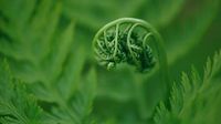 干蕨菜的加工方法
