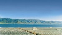 程海湖螺旋藻养殖技术