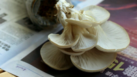 适合冻菌的生长条件