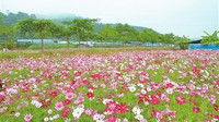 凤凰谷乡村旅游项目吸引市民前来观光