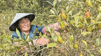 水栀子丰收富农家