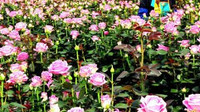 打造鲜切花“亚洲之最”：云南省推出“10大名花”