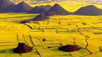 明年2月，将举办云南罗平国际油菜花文化旅游节