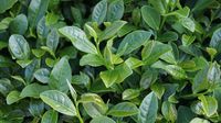 茶树怎么种植？