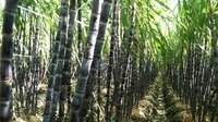 耿马甘蔗项目通过国家验收