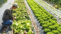 麒麟区种植冬季蔬菜促增收
