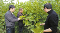 高原特色农业染绿麒麟大地