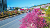 樱花绽放扮靓玉溪中心城区