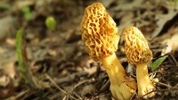 东川50亩羊肚菌元旦上市