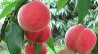 昆明市东川阿旺镇：冬桃采收忙