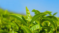 普洱市思茅区大力发展有机产品