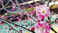 春城里的花花世界：百年古树争奇斗艳