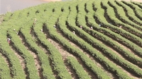 龙陵平达茶叶产业助农增收