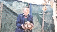 永胜县羊坪乡绿色产业助力脱贫攻坚见闻