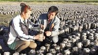 莱片村种植黑木耳促农增收