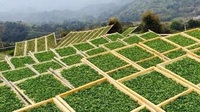 苍山雪绿的种植采摘是什么样的？