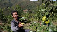 普洱“花果山”促农民增收