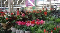 斗南花卉销量猛增 花价却低于往年