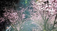 春城鲜花开满城 鲜花绽放迎春来