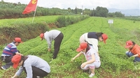 中药材“种” 宽脱贫路