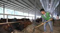 景谷：订单肉牛养殖业带动贫困户增收脱贫