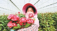 云南鲜花销售，50万枝鲜花3天内抢购一空