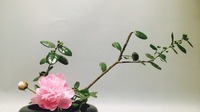 云南第一家小原流燕闲堂花道学会在普洱成立