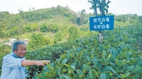 肖时英：发展好茶产业有3件“法宝”