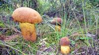 我省梳理出野生食用菌和条件可食野生菌名录