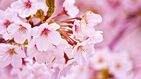 古滇名城第四届樱花节启动