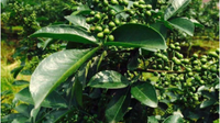 会泽县年后大量种植青花椒