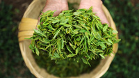 文山广南20万亩春茶开采