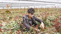 刘凯槟：鲜花让梦想成真