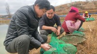 昭通大闸蟹养殖供不应求