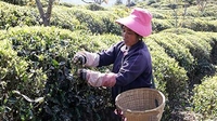 元江茶农采茶忙