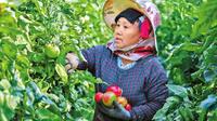 玉溪元江番茄：错峰上市销路好