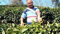 那招片区春茶开采 茶厂开秤收购新茶