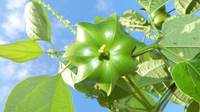 秘鲁的国宝级植物“漂洋过海”到普洱“定居”